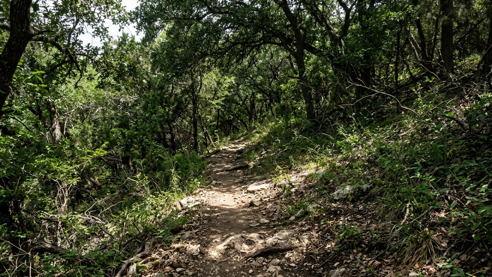 A narrow packed dirt trail climbing through dense green woodland on a hillside, deep shade broken by hard patches of light, no water and nobody in frame